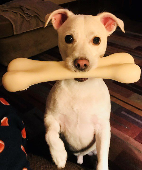 Pet Star 70.jpg